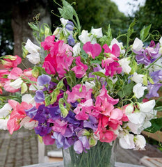 Sweet Pea Dwarf Bijou Mix