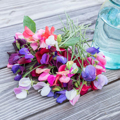 Sweet Pea Old Spice