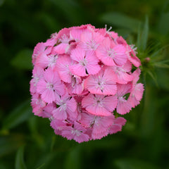 Dianthus Sweet Deep Pink PLT