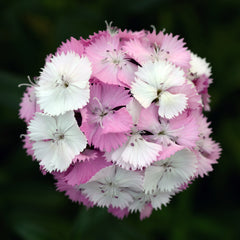 Dianthus Sweet Pink Magic PLT