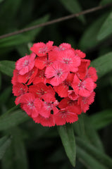Dianthus Sweet Coral PLT