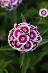Dianthus Sweet Purple White Bicolor PLT