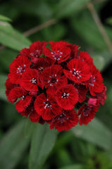 Dianthus Sweet Red PLT