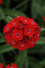 Dianthus Sweet Scarlet PLT