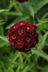 Dianthus Sweet Black Cherry PLT