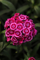 Dianthus Sweet Magenta Bicolor PLT
