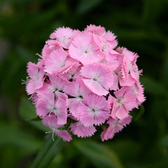 Dianthus Sweet Pink PLT