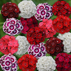 Dianthus Sweet Mixture PLT