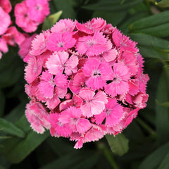 Dianthus Dash Pink PLT