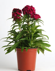 Dianthus Dash Violet PLT