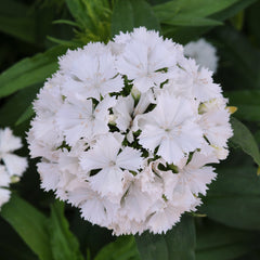 Dianthus Dash White PLT