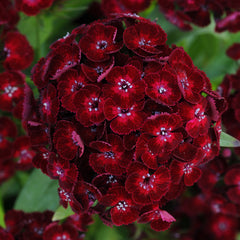 Dianthus Dash Crimson PLT
