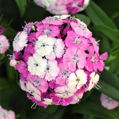 Dianthus Dash Magician PLT