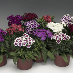 Dianthus Barbarini Formula Mix