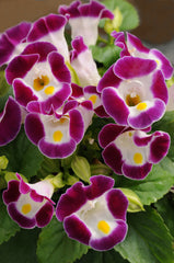 Torenia Kauai Burgundy PLT