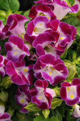 Torenia Kauai Magenta PLT