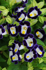 Torenia Kauai Blue & White PLT