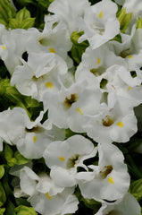 Torenia Kauai White PLT