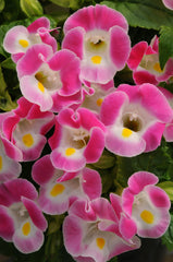 Torenia Kauai Rose PLT