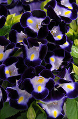 Torenia Kauai Deep Blue PLT