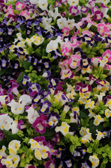 Torenia Kauai Mix PLT