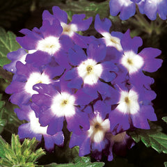 Verbena Obsession Blue w/eye