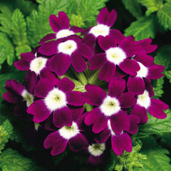 Verbena Obsession Burgundy w/eye
