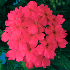 Verbena Obsession Pink