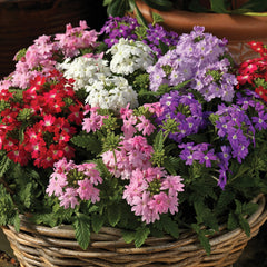 Verbena Obsession Pastel Mix