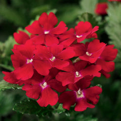 Verbena Obsession Red