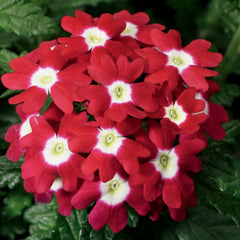 Verbena Obsession Red w/eye
