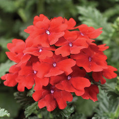 Verbena Obsession Scarlet