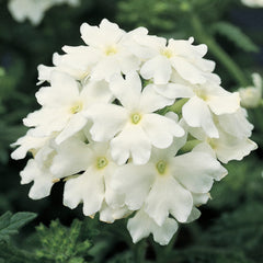 Verbena Obsession White