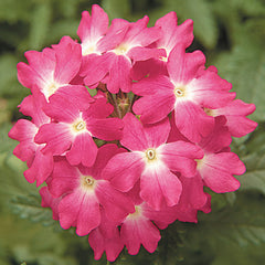 Verbena Obsession Coral w/eye