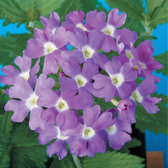 Verbena Obsession Light Blue w/eye