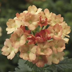 Verbena Obsession Apricot