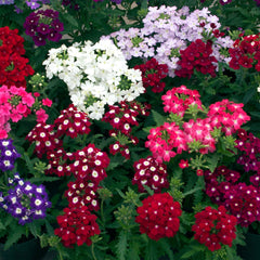 Verbena Obsession Mix
