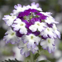 Verbena Obsession Twister Purple