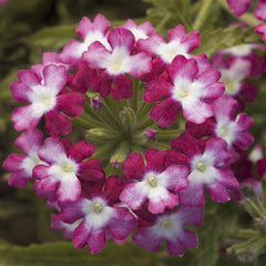 Verbena Obsession Twister Red