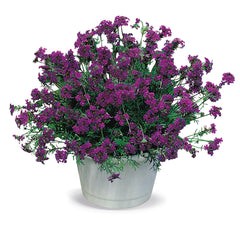Verbena Imagination