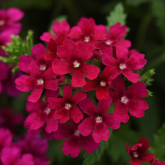 Verbena Quartz XP Bordeaux