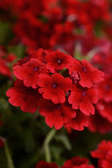 Verbena Quartz XP Scarlet