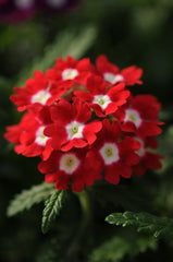 Verbena Quartz XP Red with Eye