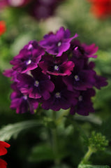 Verbena Quartz XP Purple