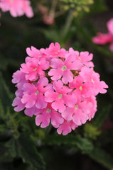 Verbena Quartz XP Pink