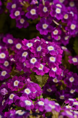 Verbena Quartz XP Violet with Eye
