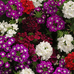 Verbena Quartz XP Merlot Mix