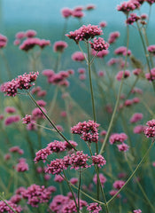 Verbena Buenos Aries PRIMED