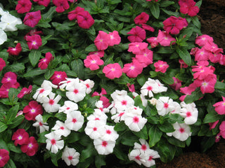 Vinca Victory Mix