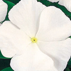 Vinca Victory Pure White